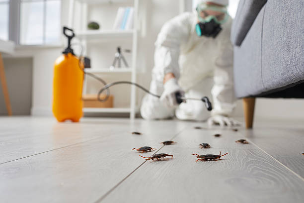 Commercial Rodent Management in Denver